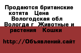 Продаются британские котята › Цена ­ 3 500 - Вологодская обл., Вологда г. Животные и растения » Кошки   